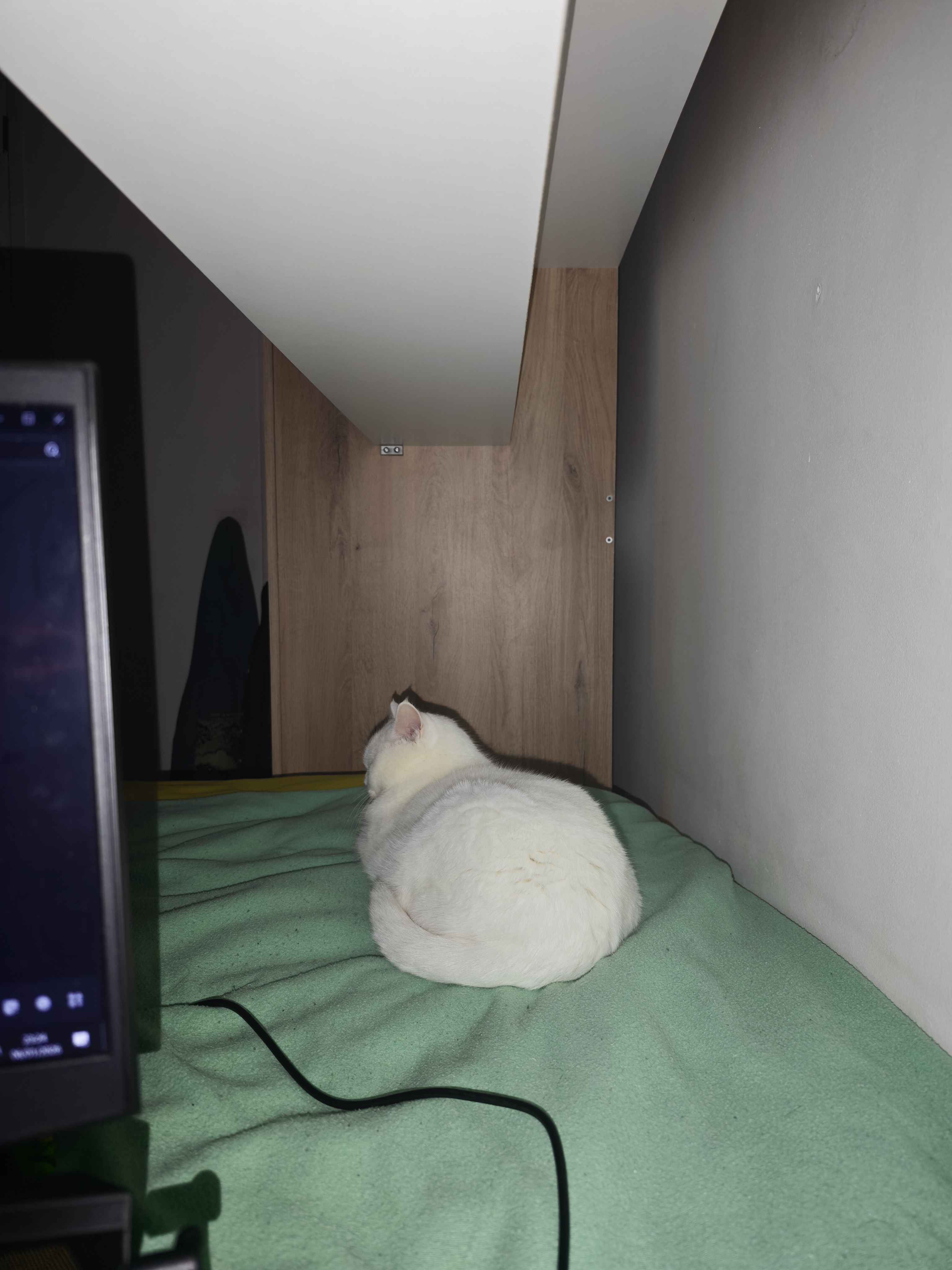 this is a friends kitty cat, named luna! i have slept over and confirmed she is absolutely soft and very pet'able. if you are reading this, this is a placeholder description until said kitty owner writes descriptions for the photos >:3